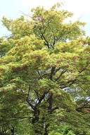 H270426x4s106