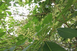 H270625s090