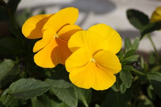 H240101s131