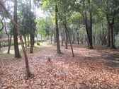 20210127IXYs002