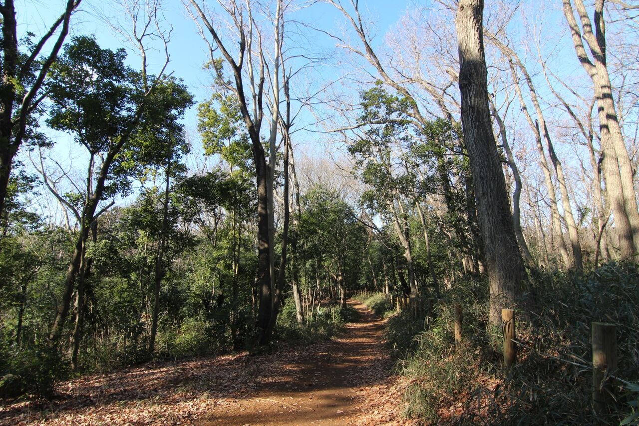 生禿日記 トトロの森の冬の木漏れ日と狭山湖の白富士 21 2 4