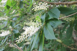 H270625s094