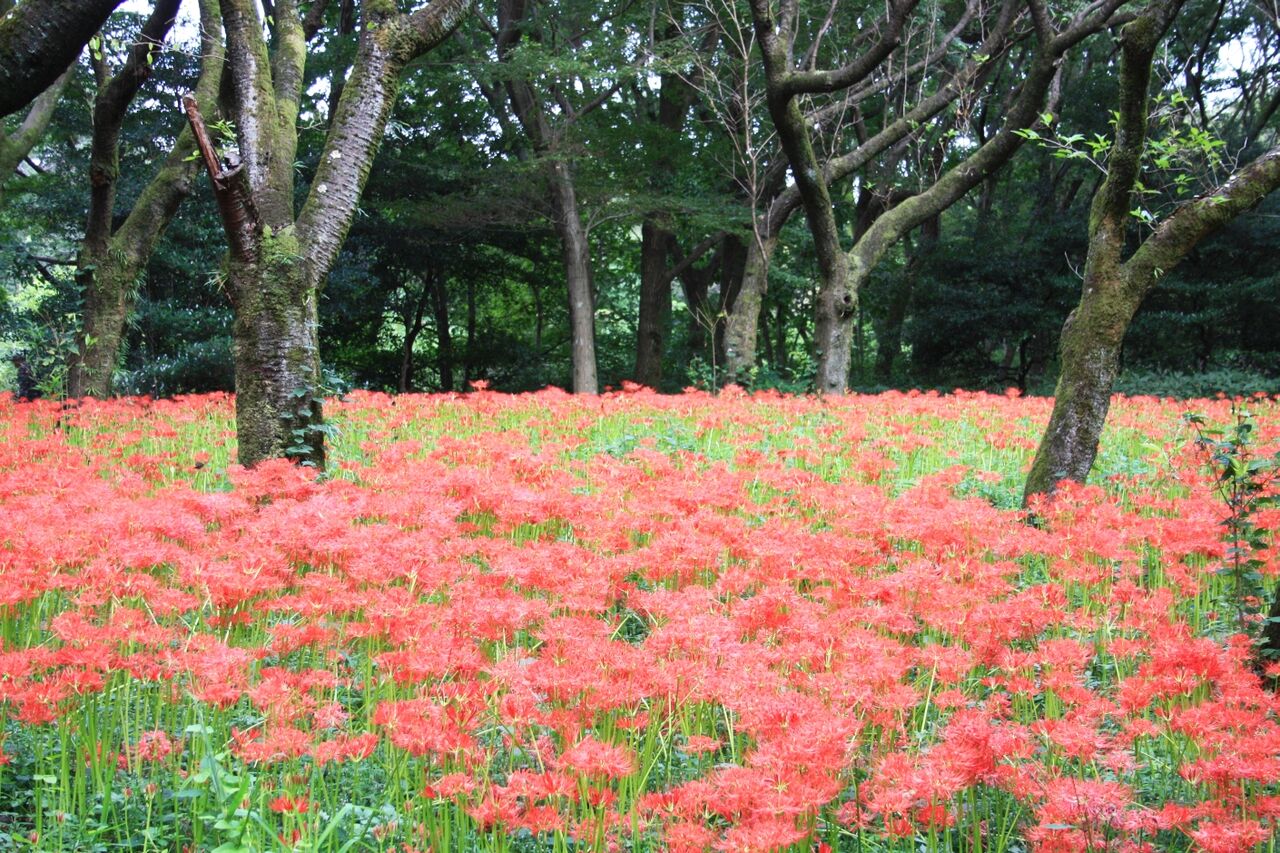 生禿日記 野川公園の彼岸花 9 29