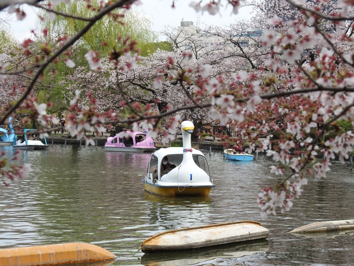 生禿日記 上野公園で花見見 22 4 1 生禿日記 上野公園で花見見 22 4 1