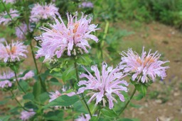 H270625s392