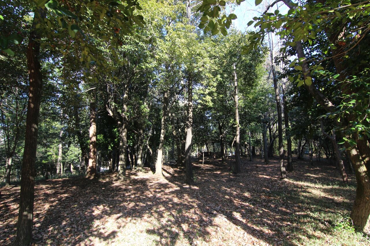 生禿日記 トトロの森の冬の木漏れ日と狭山湖の白富士 21 2 4