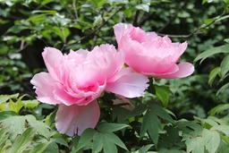 H270426x4s094