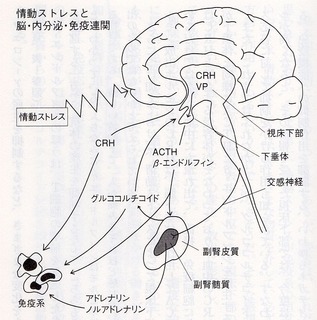 ưȥ쥹Ǿʬ硦ȱϢ