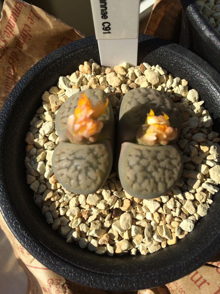 家のリトープス タニカツライフ 家のリトープス タニカツライフ