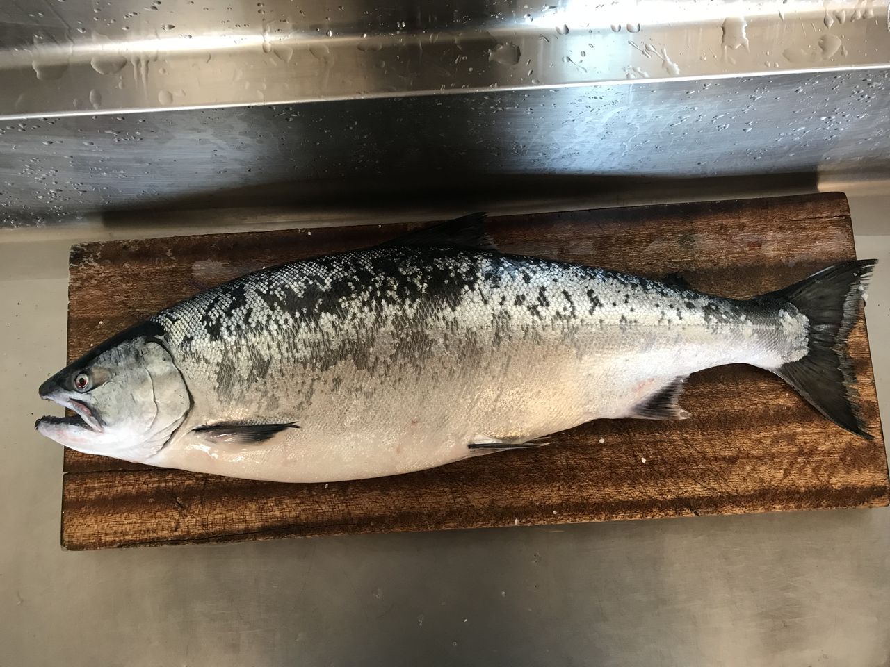 海のサクラ満開な件 Namaraworldblog