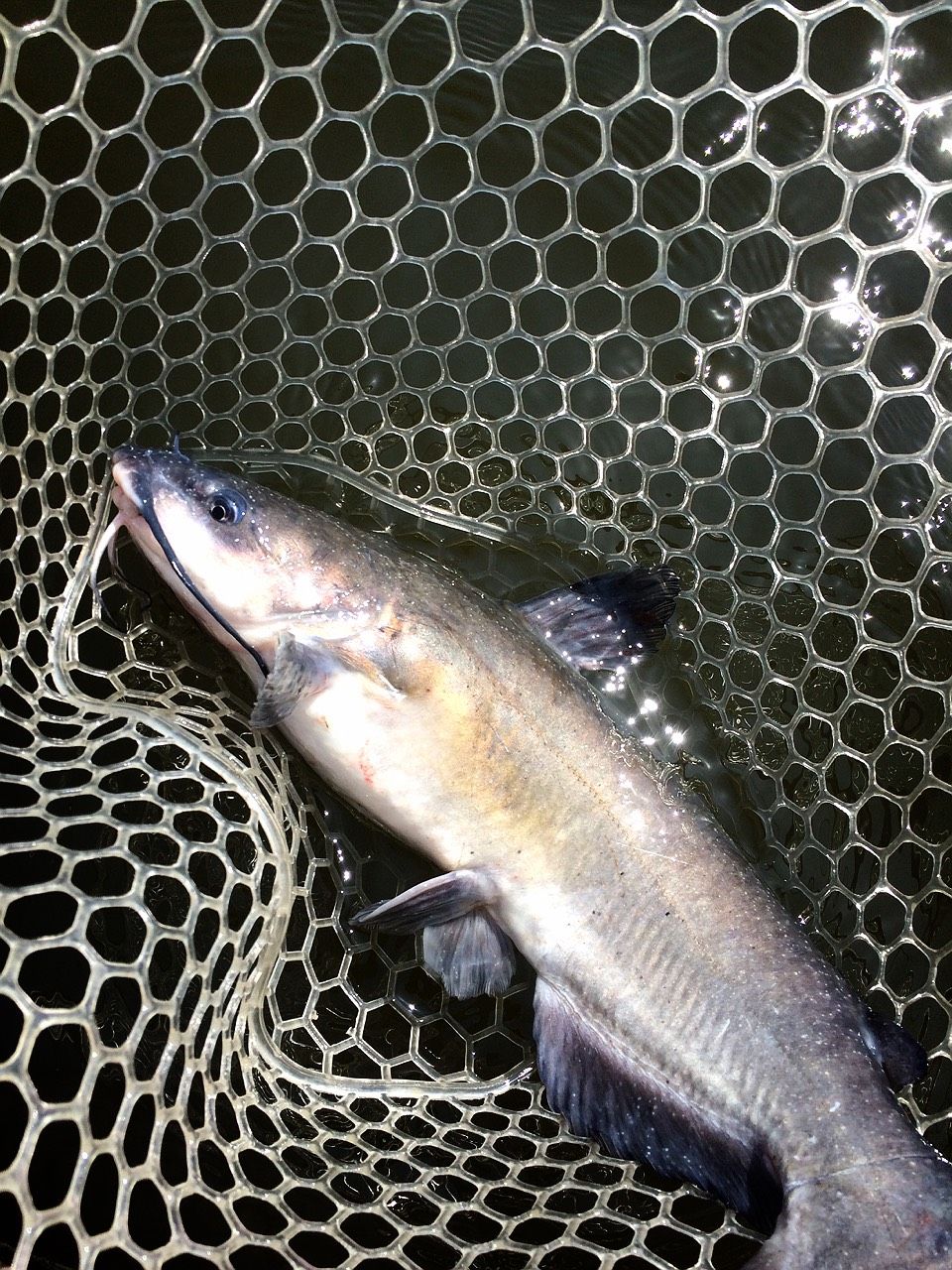 H 1gpx15 関東屈指の巨大魚スポット新利根川で怪魚ハンターになる方法 新利根川戦プラクティス 回目 Namaro Blog ナマローブログ H 1gpx15 関東屈指の巨大魚スポット新利根川で怪魚ハンターになる方法 新利根川戦プラクティス 回目 Namaro Blog ナマローブログ