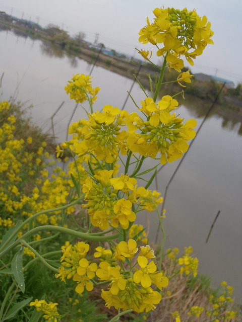 20150419H-1sintone (11)