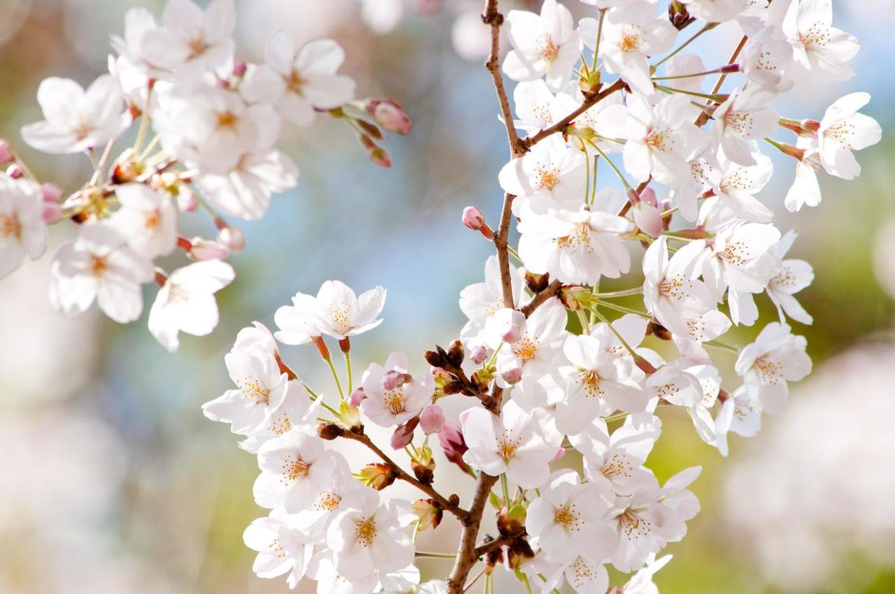 東京湾ナイトシーバスフィッシング 桜の季節にサカナクション山口一郎サンがチャレンジしてるって Namaro Blog ナマローブログ