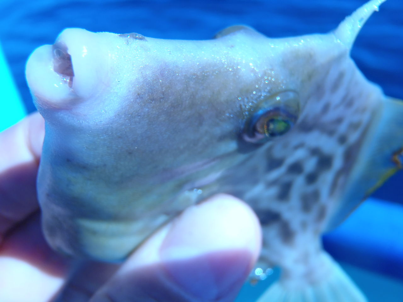 バスアングラーがカワハギ釣りを好きになる理由が判明したよ カワハギ初心者 南房総 岩井海岸に行く Namaro Blog ナマローブログ