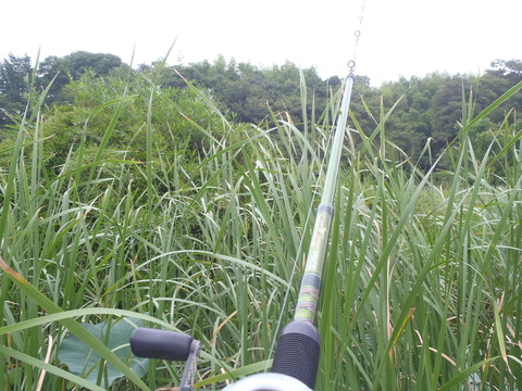 20160717tamayats (16)