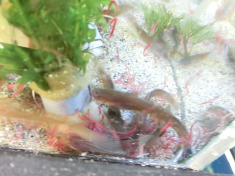 アカザさん入荷しました なまづやのなまなまブログ