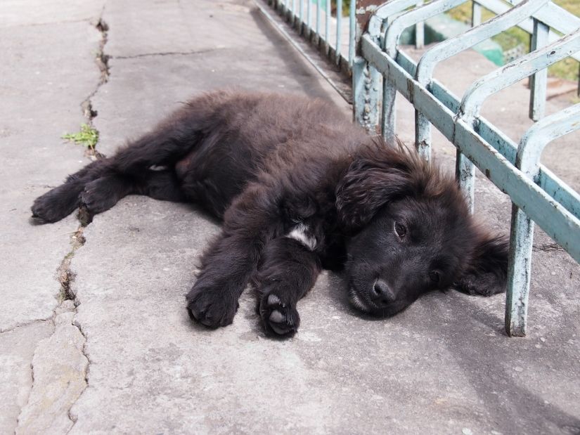 georgia