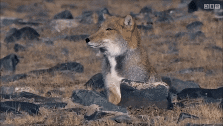 キツネの擬人化ってめっちゃ可愛くね まとメメちゃん