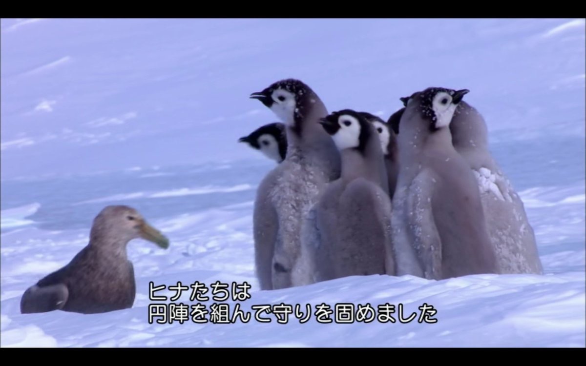 ペンギン 仲間が襲われとる 助けに行くで ｼｭﾊﾞﾊﾞﾊﾞﾊﾞ まとメメちゃん