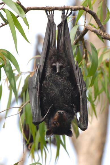 コウモリ 2m バッサバッサ 人間 180cm うわああああああああ まとメメちゃん コウモリ 2m バッサバッサ 人間 180cm うわああああああああ まとメメちゃん