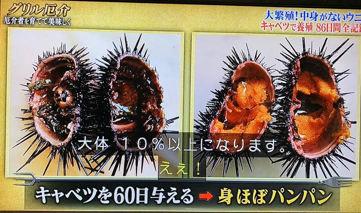 悲報 ウニ 思ったより意思ある まとメメちゃん