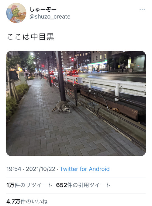 Twitter 中目黒にタヌキいた パシャ まとメメちゃん Twitter 中目黒にタヌキいた パシャ まとメメちゃん