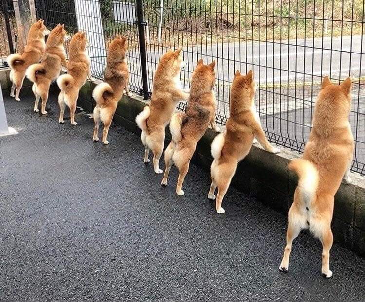 柴犬って 飼い主に忠実で初心者向け みたいな扱いになってるけど まとメメちゃん