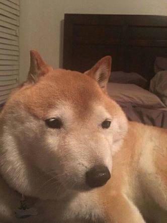 悲報 イッヌ ピンとなる まとメメちゃん