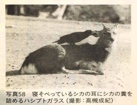 ウニ ハァハァ 何千年もかけて全身トゲトゲに進化したぞ 鳥 まとメメちゃん