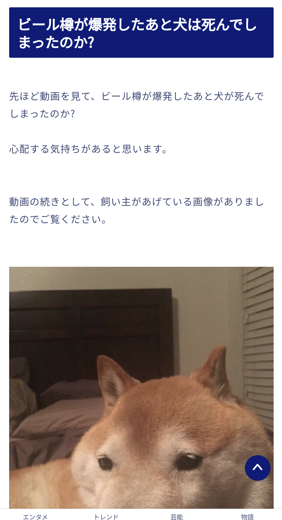 悲報 イッヌ ピンとなる まとメメちゃん