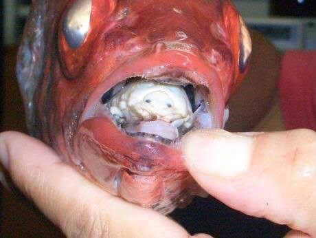 画像 虫さん親子 魚の口の中に住んでしまう まとメメちゃん 画像 虫さん親子 魚の口の中に住んでしまう まとメメちゃん