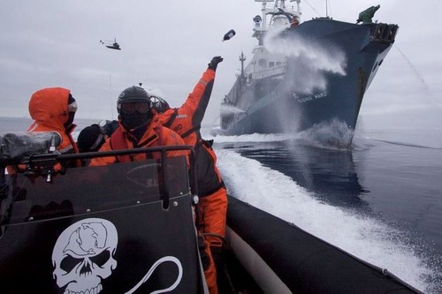 sea_shepherd