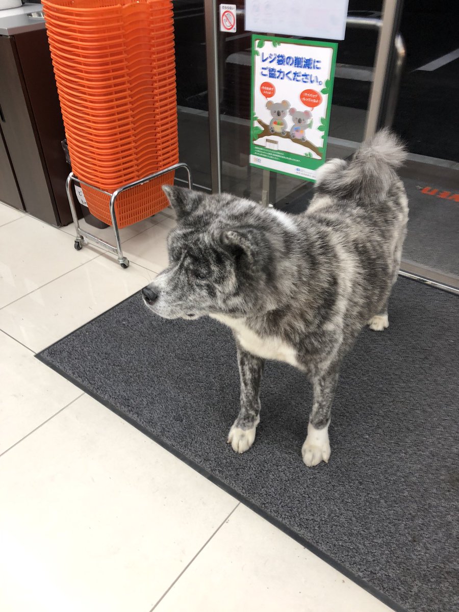 画像 ツイッター セブンに犬いた ﾊﾟｼｬ まとメメちゃん