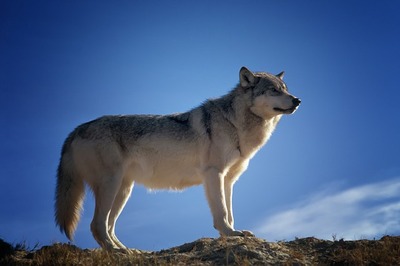 wolf-142173_640