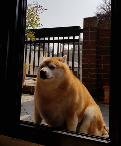 Gif 犬 完全にオワコン 猫との差広がるばかり 飼育数2年連続猫が上回る まとメメちゃん