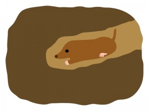 実はリアルで見たことない生き物 １位 もぐら まとメメちゃん