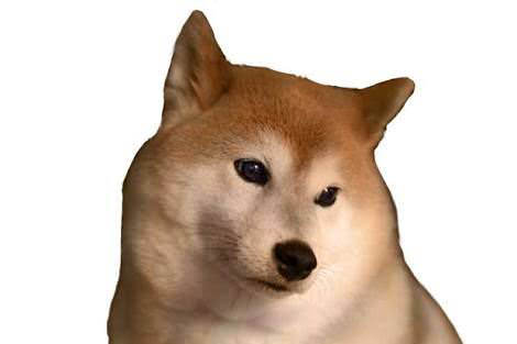 悲報 柴犬 まめ蔵 訓練士に叩かれまくって涙目になる まとメメちゃん