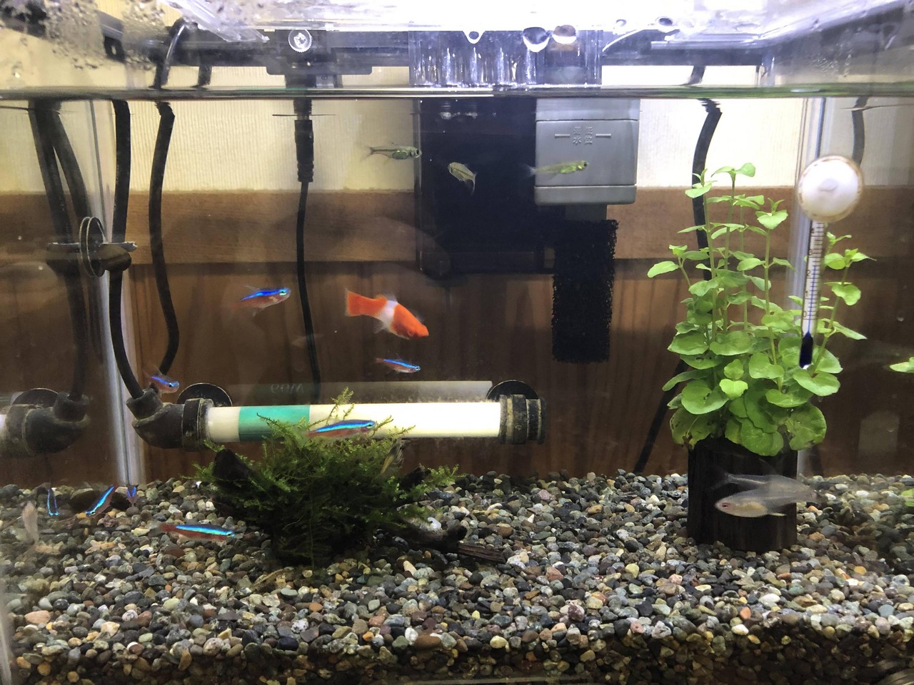 朗報 水槽に仏像を鎮めるアクアリウムに流行の兆し まとメメちゃん