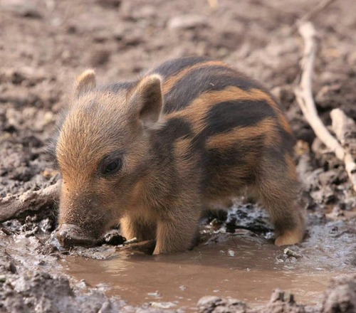 ウリボー かわいい