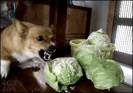 Gif 犬 完全にオワコン 猫との差広がるばかり 飼育数2年連続猫が上回る まとメメちゃん Gif 犬 完全にオワコン 猫との差広がるばかり 飼育数2年連続猫が上回る まとメメちゃん