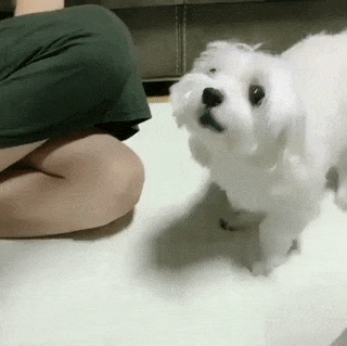 Gif 犬 完全にオワコン 猫との差広がるばかり 飼育数2年連続猫が上回る まとメメちゃん