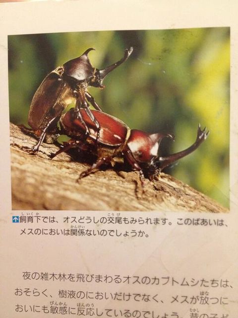 カナブン ざんねーん カナブンでした 交尾できませ んｗ カブトムシ できるぞ まとメメちゃん