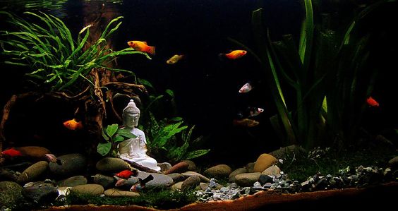 朗報 水槽に仏像を鎮めるアクアリウムに流行の兆し まとメメちゃん