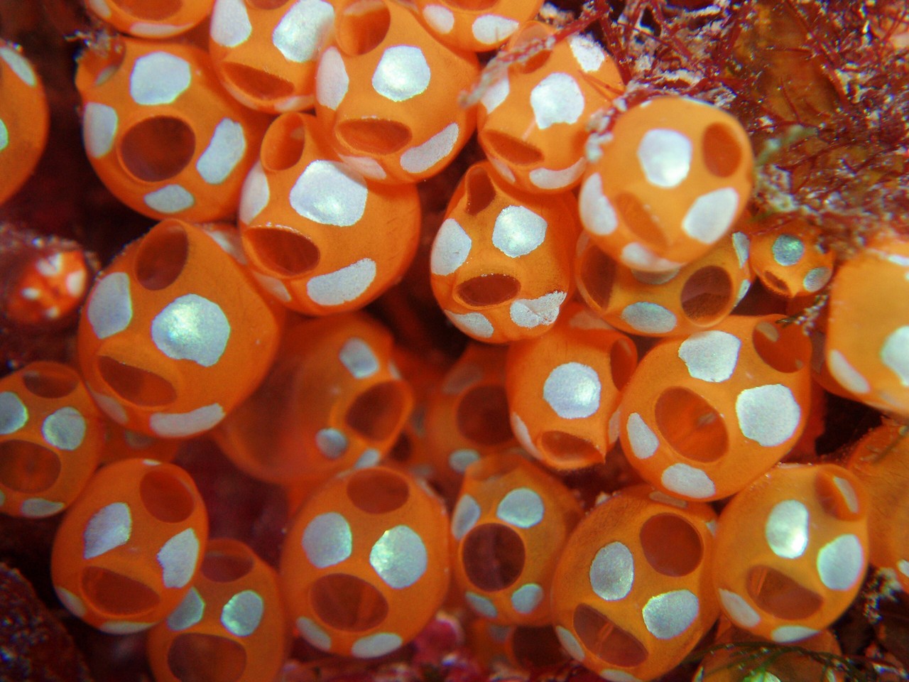 朗報 ホヤの赤ちゃんがかわいい まとメメちゃん