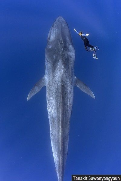 悲報 昔の魚 でかすぎる まとメメちゃん