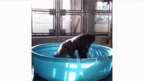 ゴリラに手話を覚えさせたぞ 早速会話しよう まとメメちゃん