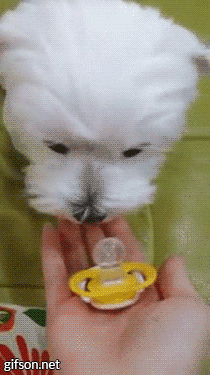 Gif 犬 完全にオワコン 猫との差広がるばかり 飼育数2年連続猫が上回る まとメメちゃん