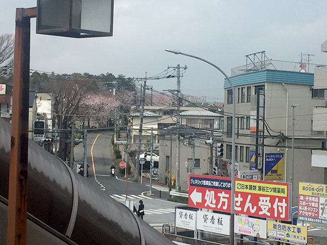 19横浜お花見めぐり その1 野境道路 細谷戸 うに うに ぷにぷに別宅 19横浜お花見めぐり その1 野境道路 細谷戸 うに うに ぷにぷに別宅