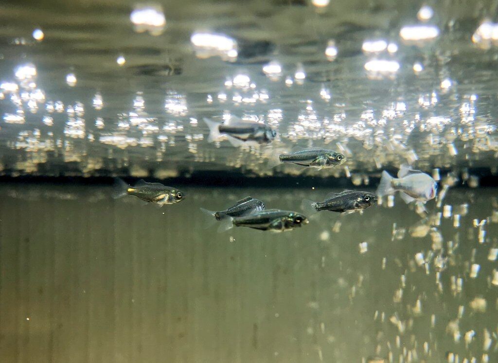 メジナ グレ 磯採集の魚たちの飼い方