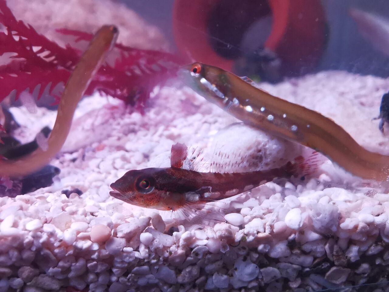 アサヒアナハゼ 磯採集の魚たちの飼い方 アサヒアナハゼ 磯採集の魚たちの飼い方
